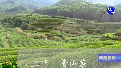 上下 普洱茶/2023042871910